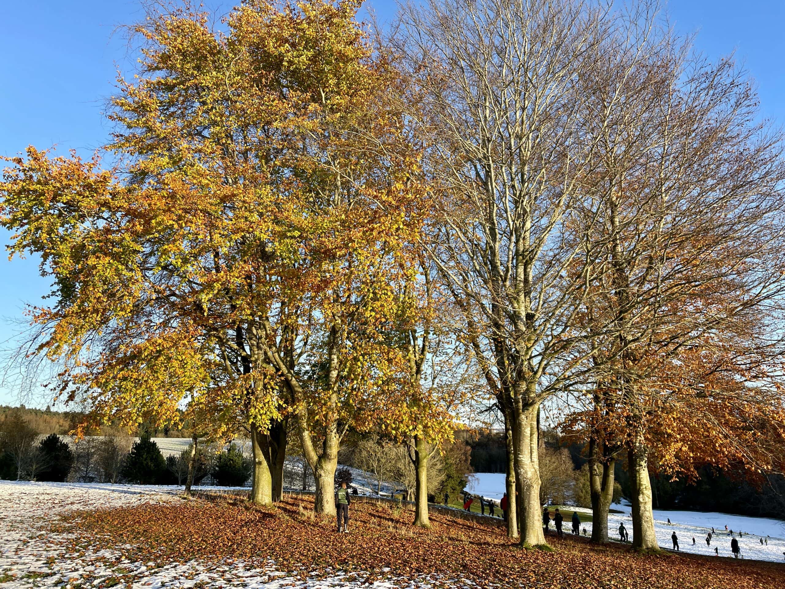 An Autumn scene with trees, fallen leaves and snow on the fields beyond