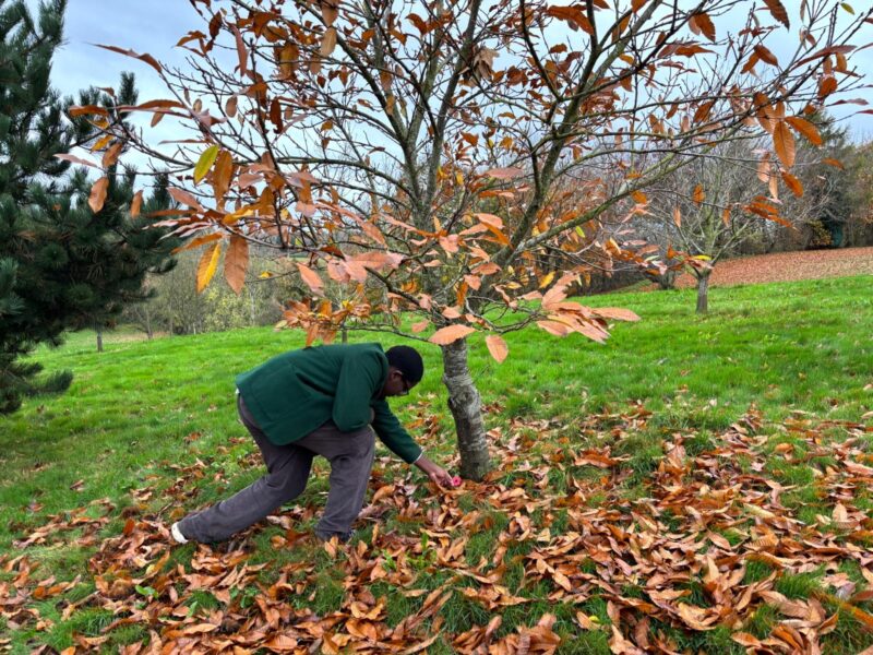 A boy in school uniform laying a poppy at the foot of a tree