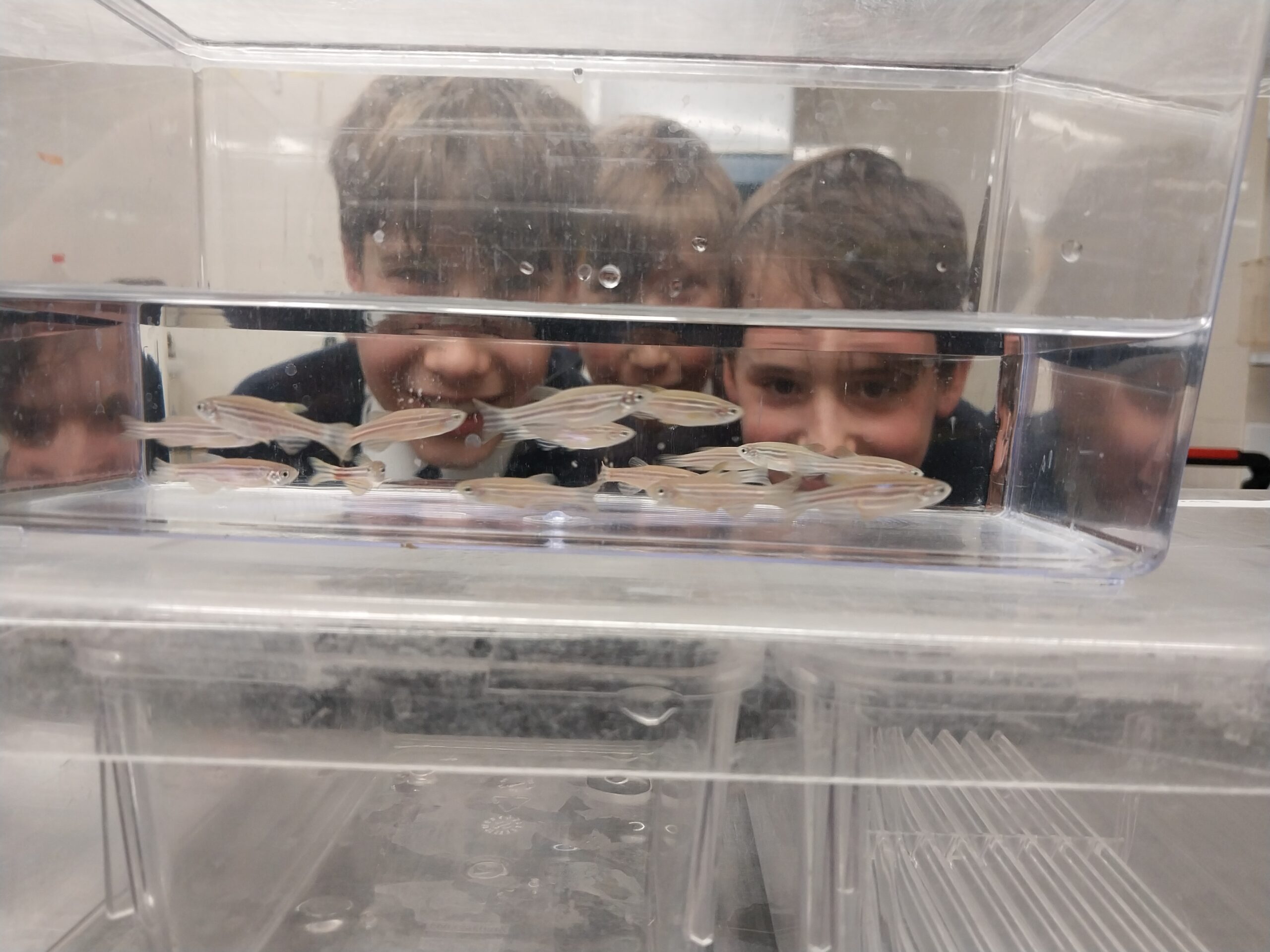 Three boys looking at a fish tank